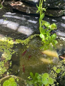Red Cherry Shrimp