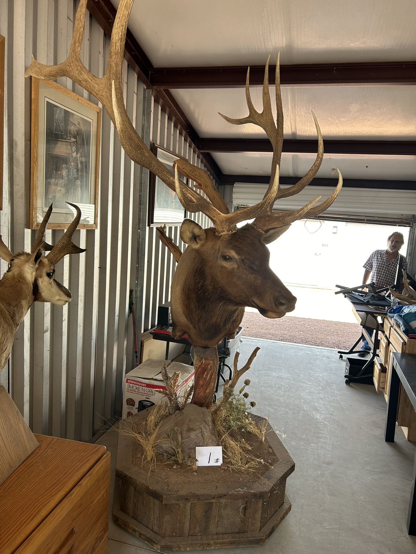 Elk Taxidermy Deer Antelope Red Stag Trophy Mounts