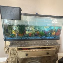 Fish Tank 