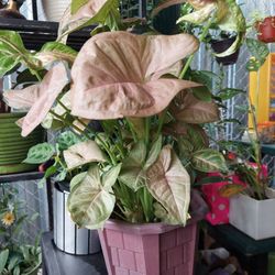 Biuryfu Inside Plant