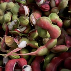 Guamuchiles 