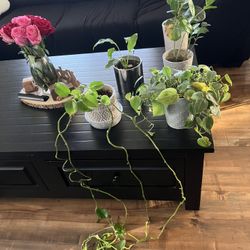 Indoor plants for sale - make me an offer