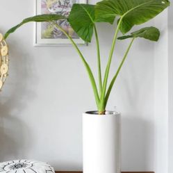 Elephant Ear Plant 🪴🌿🐘