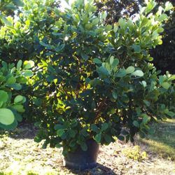 SALE!  HUGE CLUSIA PLANT IN 25 GALLONS FOR ONLY $95  OPEN TODAY