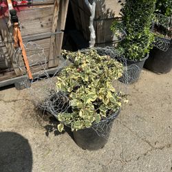 Turtle Topiary Bonsai With Bougainvillea Plant 