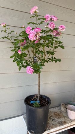 Extremely rare tree rose- Sheherazad Large plant in 5 gallons pot It’s blooming   Price is firm Pick up only
