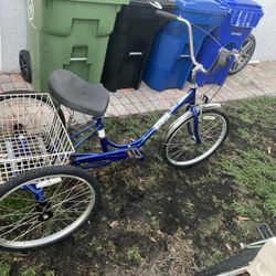 Adult Tricycle