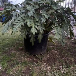 Large Philodendron
