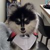 Janet