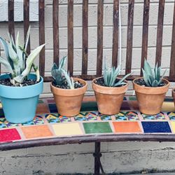 Cactus 