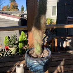 Live indoor Old Man cactus plant in a ceramic planter pot—firm price
