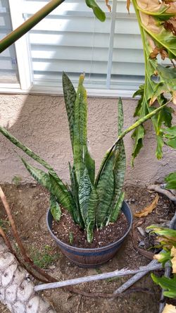 Snake plant
