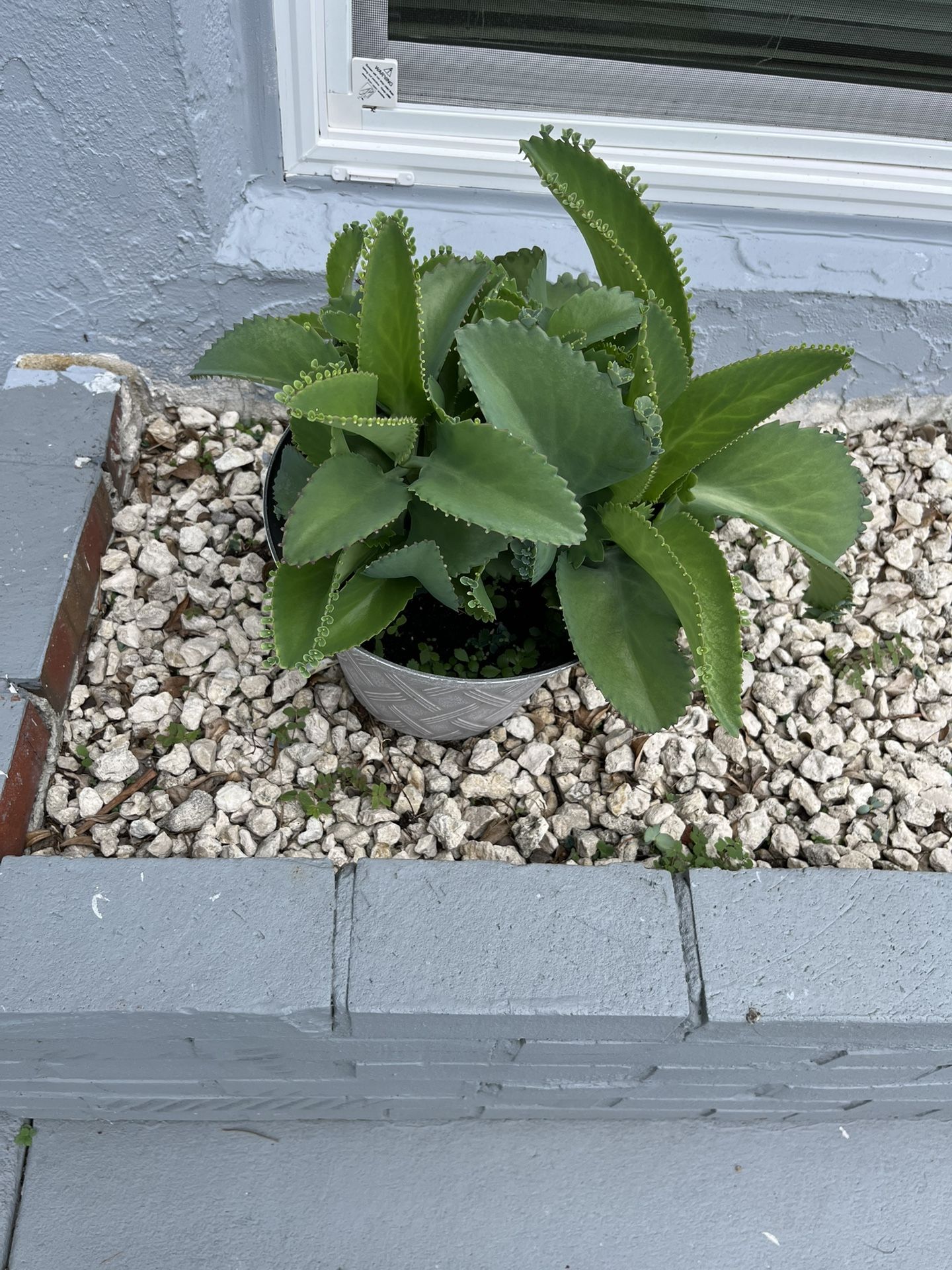 Mother Of Thousands