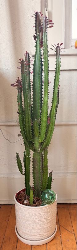 38 1/2” Euphorbia Trigona Plant