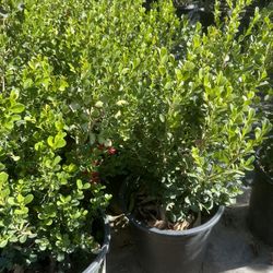 Japanese boxwood hedges, 5gal (10 for $135) 