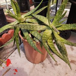 5  Gallon Aloe Vera Plant 