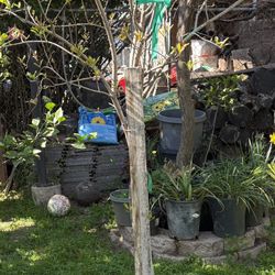 pomegranate Tree Granada tree