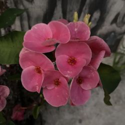 Euphorbia Crown Of Thorns Jumbo Flowers Plant, In 1 Gallon Pot Pick Up Only