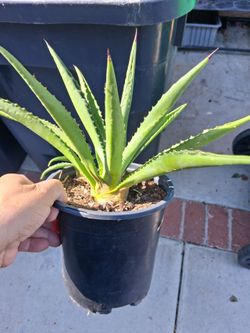 Plant 🪴  cactus, succulent