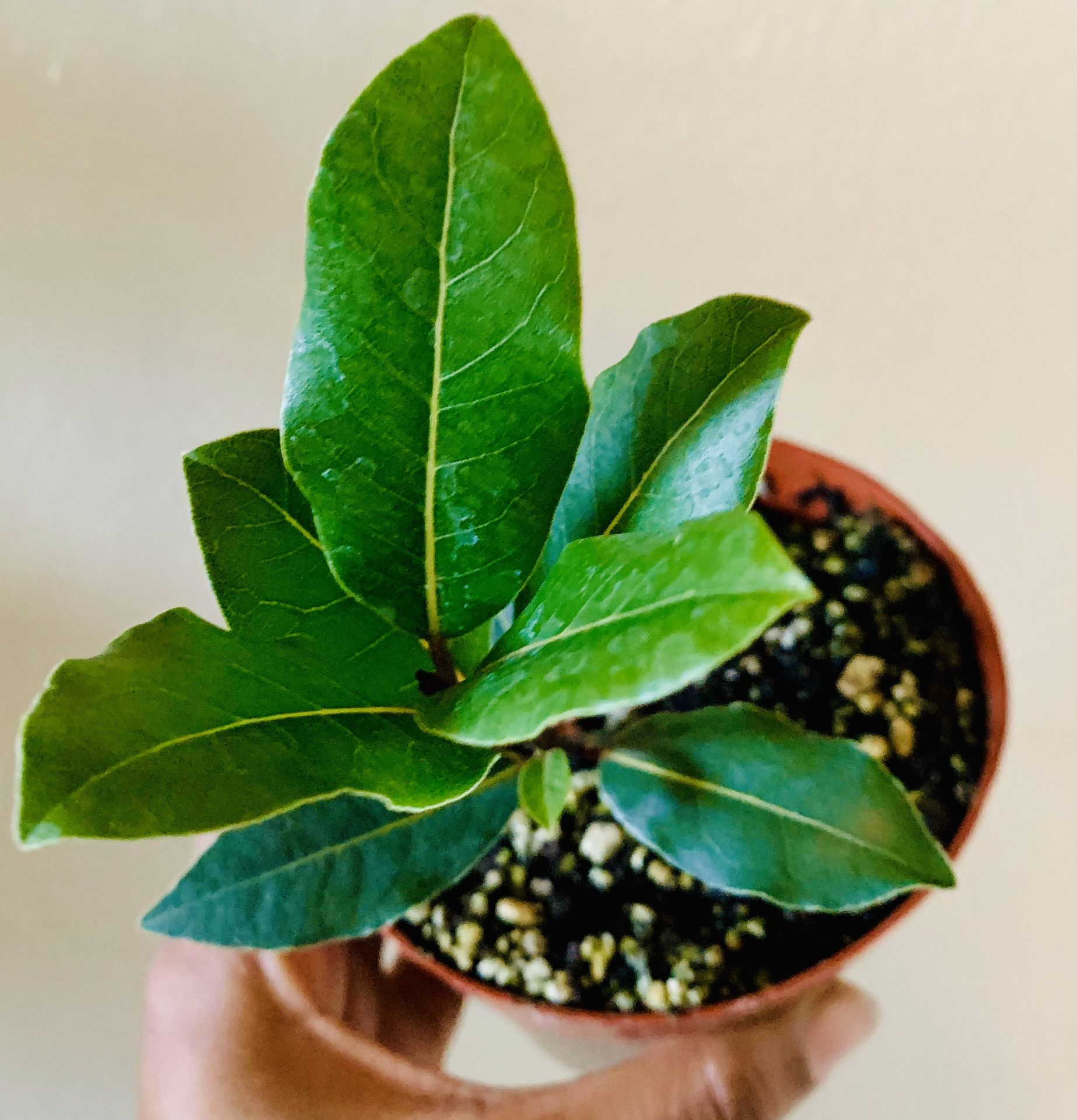 Bay Leaf Plant