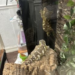 Gecko Enclosure 
