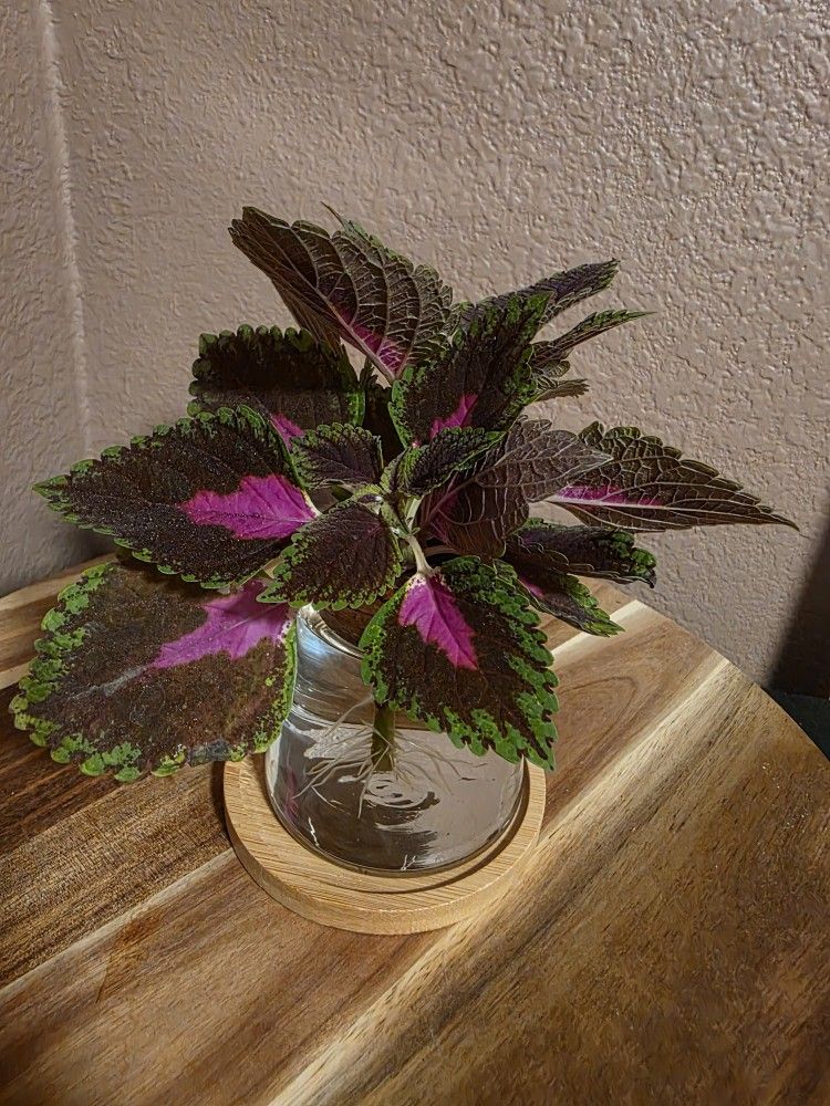 French Quarter Coleus Rooted in Glass jar