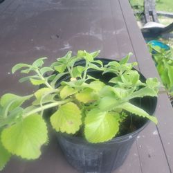 Oregano Plant