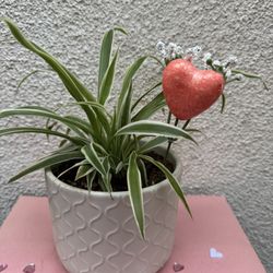 Valentines Gift Spider Plant