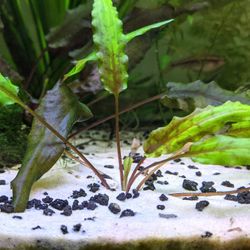 Cryptocoryne Wentii Green $5 Each