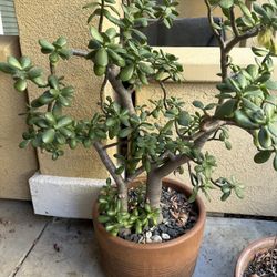 Large Jade Plant