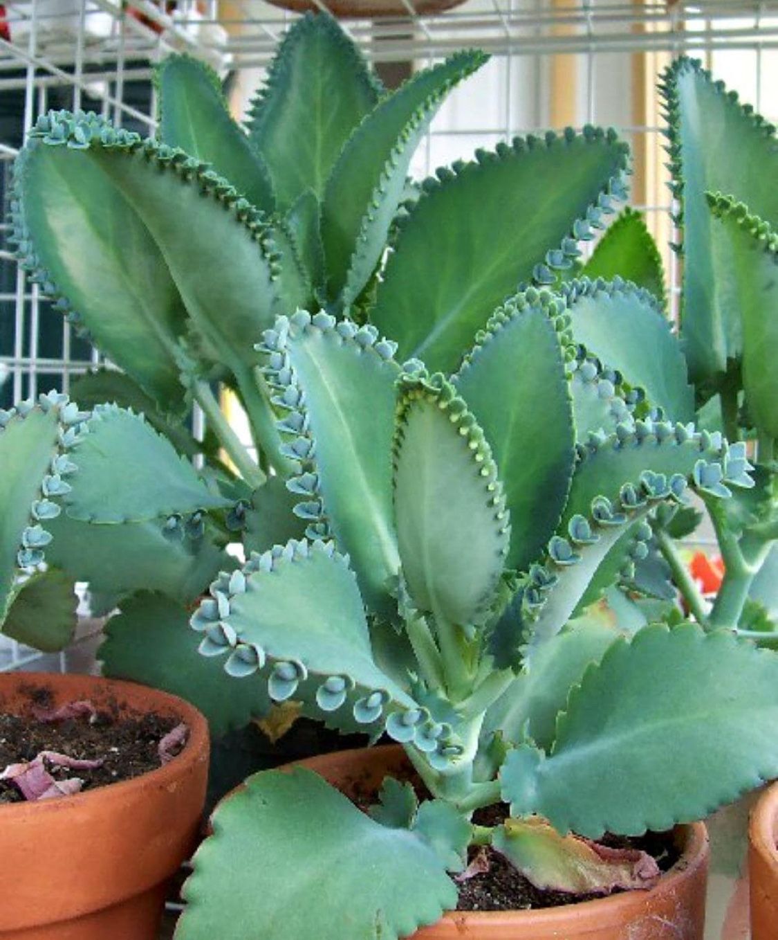 Mother Of Thousands Plant Starts
