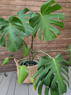 Monstera Deliciosa House plant