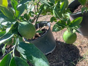Lime & lemon tree for sale