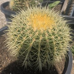 Golden Barrel Cactus 