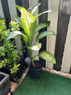 Malanga Plants For Sale