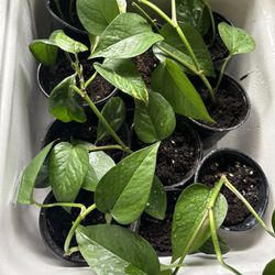 Hoya & Pothos - Rooted & Growing 
