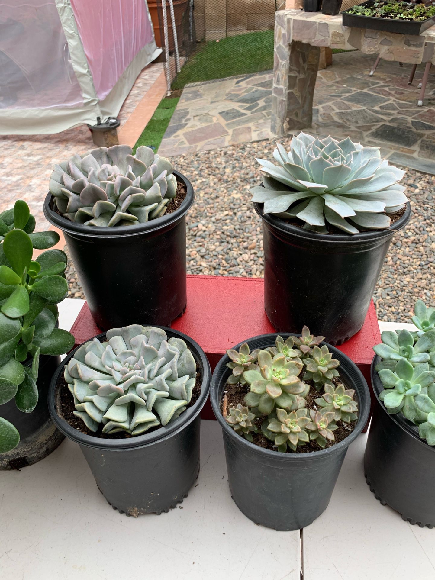 Succulent Plants in Gallon Pots