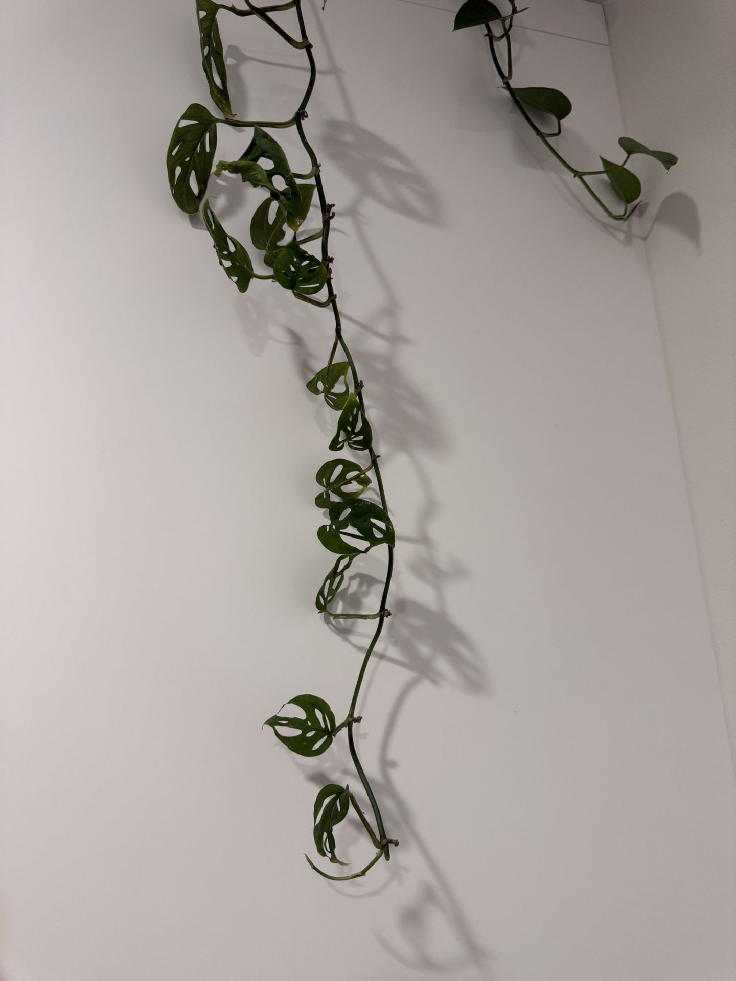 Living Hanging Swiss Cheese Plant With Pot