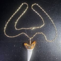 14k Gold Chain, Anchor Link, 22" With Mako Shark Tooth