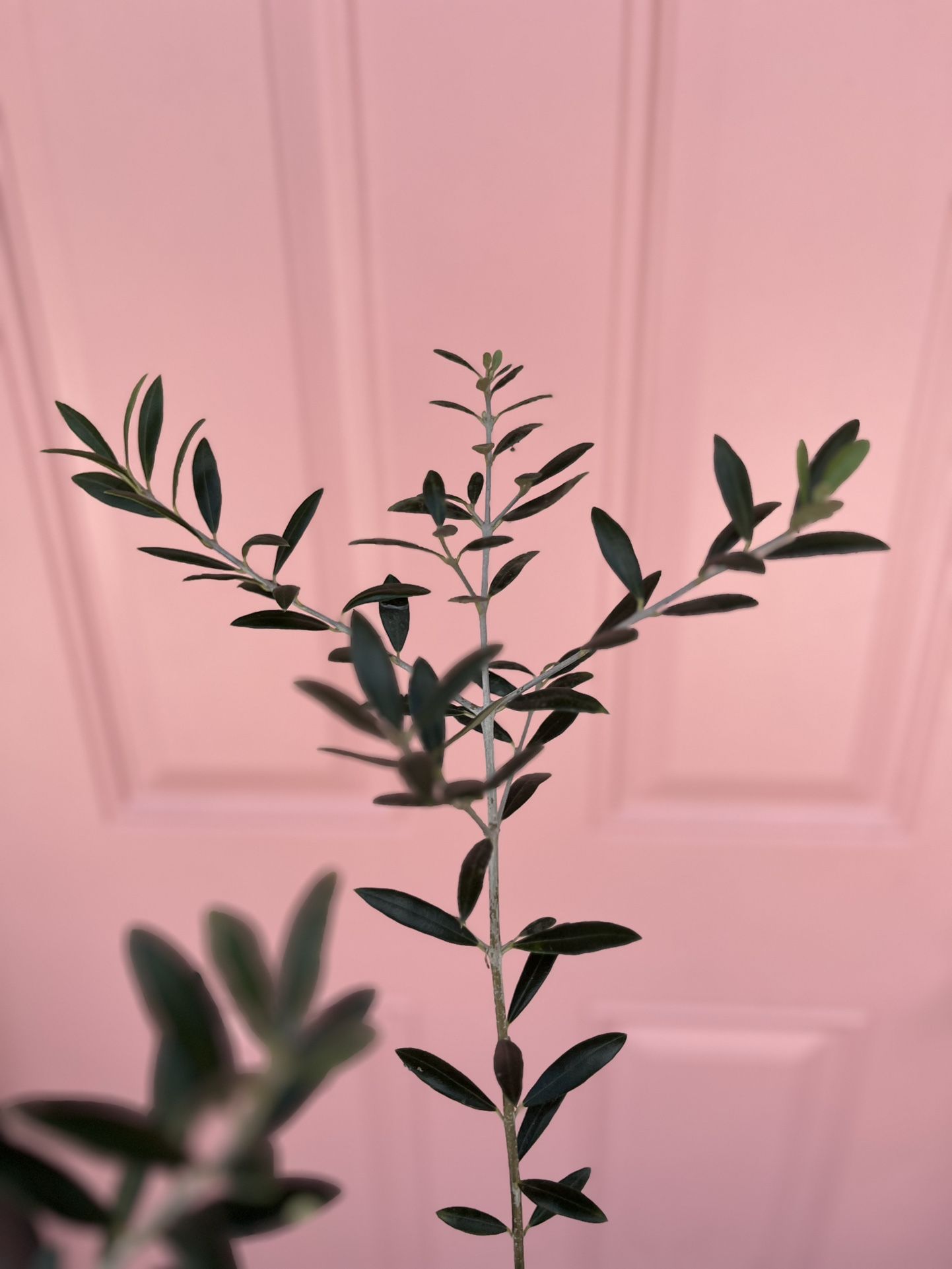 Arbequinia Olive Tree 
