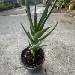 Few Plants For Sale