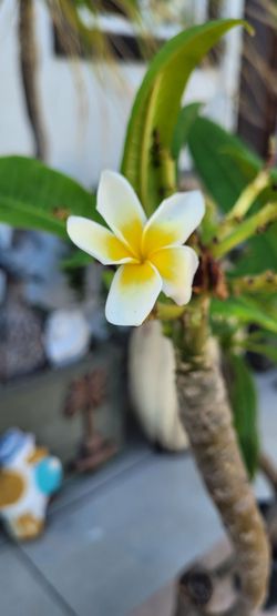 Plumeria Plant Rooted deep yellow on inside white outer