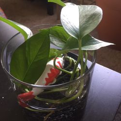 Pothos and Ceramic Floating Fish Centerpiece