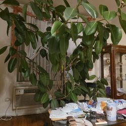 Office Plant "  Fikus"