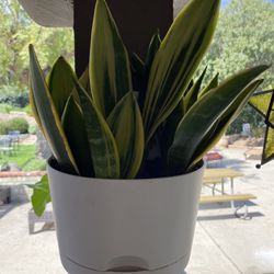 Snake Plant In Hanging Or Standing Pot 1/2 Oval
