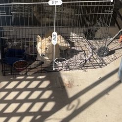 Dog Cage