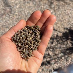Succulent Seeds