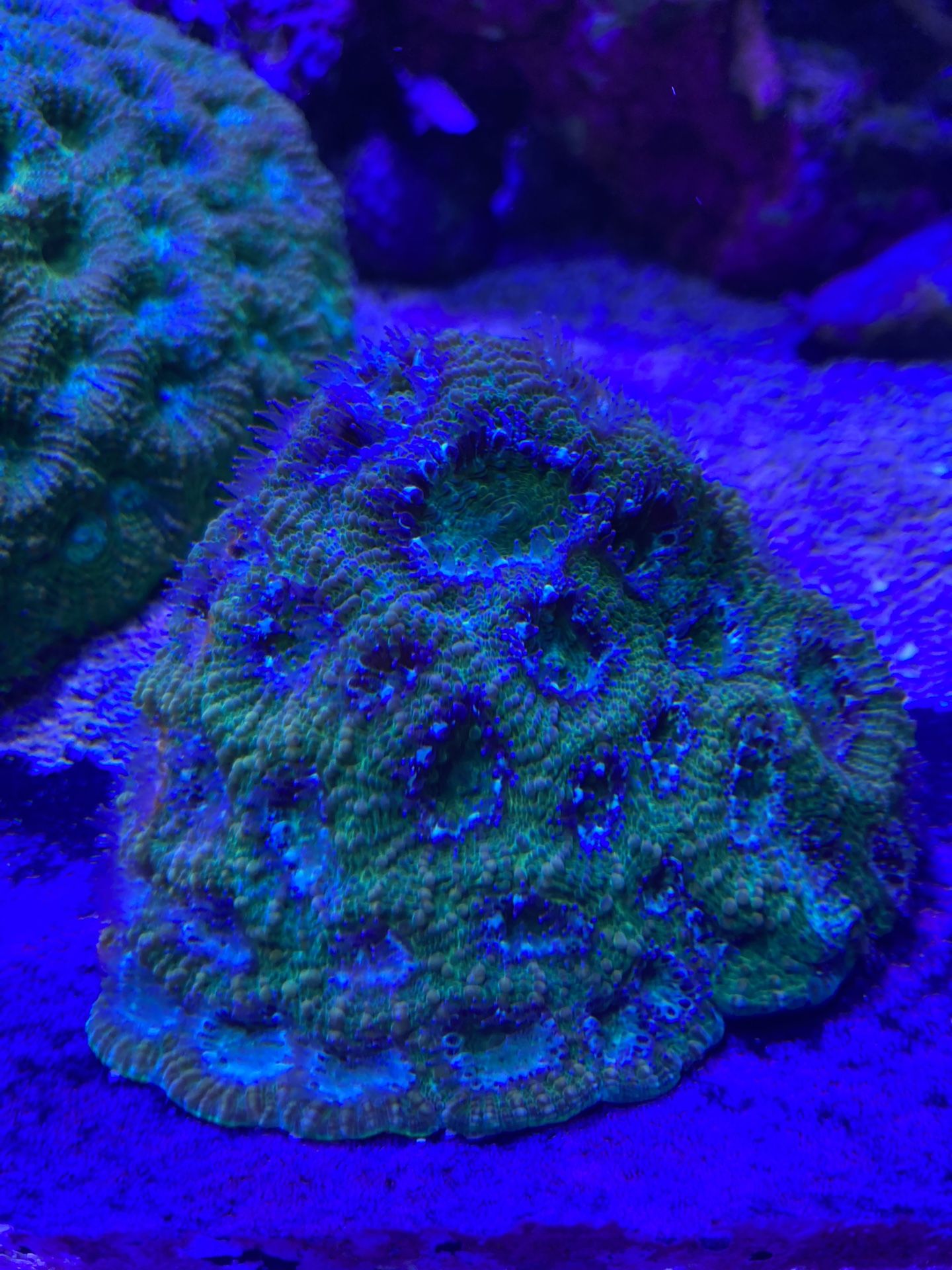 Favia Brain Coral 