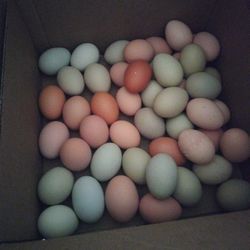 Easter Eggs 20+ Dozen 