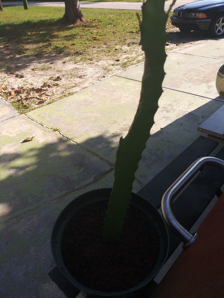 Dragon fruit cutting